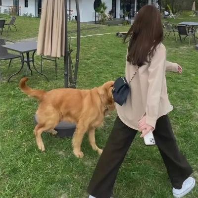 豹